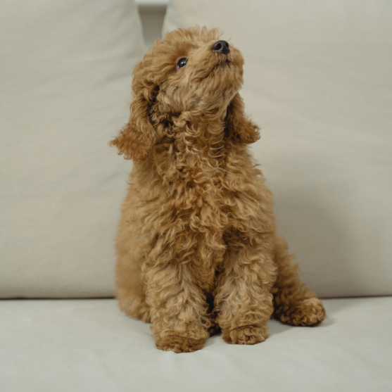 Maltipoo Puppies For Sale - Simply Southern Pups